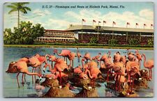 Flamingos & Nests Hialeah Park Miami Florida Vintage Postcard picture
