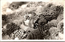 Postcard Chipmunk Pine Cones Eastman RPPC picture