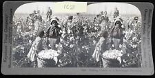 Picking Cotton on a Mississippi Plantation -  Keystone Stereoview #9506 picture