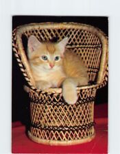 Postcard Cat in a Basket picture