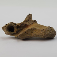 Crocodilan Articular Skull Bone Fossil - Judith River Fm. - Hill Co., MT picture