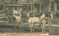 c1910 Prince and Polo, Elmwood Pony Farm, Dorchester, Nebraska Postcard picture