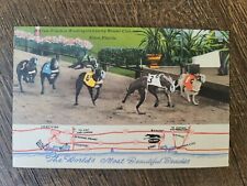Vintage Greyhound Racing Wasington County Kennel Club Postcard Ebro Florida FL picture