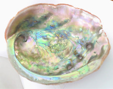 Abalone Shell Large Red Iridescent 7.75