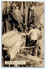 1910 Gathering Exaggerated Corn Farming Farm Columbus OH RPPC Photo Postcard picture