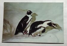New England Aquarium Jackass Penguins, Boston, Mass.Postcard (B1) picture