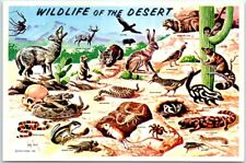 Postcard Wild Life in Southwestern Desert Arizona USA North America picture