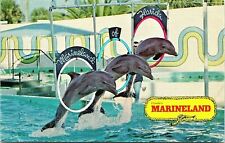 Performing Dolphins at Marineland of Florida Near St. Augustine Florida picture
