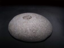 Large Dinosaur Egg Fossil - 5 lbs. Museum Quality. picture