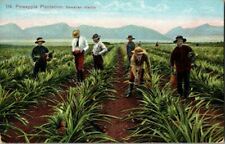 EARLY 1900'S. PINEAPPLE PLANTATION. HAWAIIAN ISLANDS. PRIVATE MAILING.  POSTCARD picture