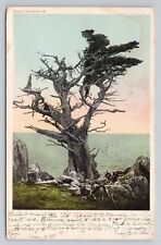 Witch Tree Monterey California 1912 Antique Postcard picture