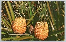 Postcard Hawaiian Pineapples Vintage Advertising Unposted Chrome picture