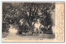 Geneva New York Postcard General Lafayette Tree Committee Citizens 1906 Vintage picture