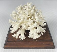 Natural White Sea Coral Cluster 5x3 Brown Stem Ocean Specimen picture
