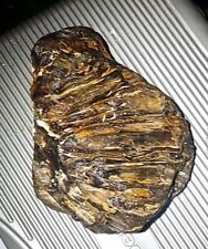 Stunning Agatized possibly Opalized, Colorado Petrified Wood 13lbs picture