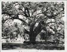 1989 Press Photo Live Oak tree on Mobile's historic Dauphin Street. - hpa91005 picture
