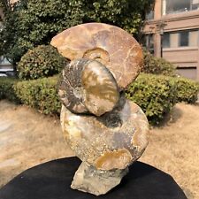 8.88LB TOP Natural Beautiful ammonite fossil conch Crystal specimen heals 229 picture