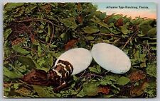 Florida Alligator Eggs Hatching Tropical Wildlife Reptile Young DB UNP Postcard picture