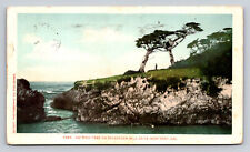 c1905 Ostrich Tree Monterey California P802X Detroit Publising Posted picture