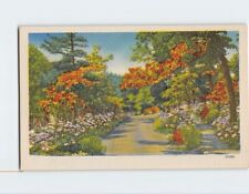 Postcard Road Trees Flowers Nature Scenery picture
