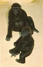 Baby Lowland Gorillas San Diego Zoo California Chrome Postcard picture