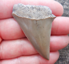 Wicked AURORA NC EXTINCT GREAT WHITE Hastalis Mako Fossil Shark Tooth LEE CREEK picture