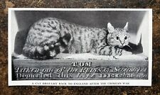 A Cat Brought Back to England after The Crimean War - 1954 Press Cutting r448 picture