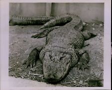 LG865 1965 Original Photo CAIMAN Alligator Relative Reptile Scaly Skin Snout picture