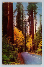 California Redwood Highway in Autumn Postcard picture