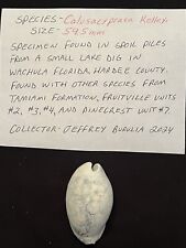EXTINCT Fossilized COWRIE Shell ( Calusacypraea Kelleyi ) From Central Florida  picture