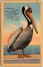 Postcard Gorgeous bird is the pelican bill hold more than bellican picture