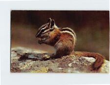 Postcard A Cute Chipmunk Eating Nuts picture