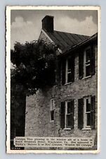 Winchester VA-Virginia, Window Sill Catalpa, Braddock Street, Vintage Postcard picture