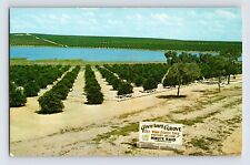 Postcard Florida Clermont FL Minute Maid Orange Governors Grove 1960s Unposted picture