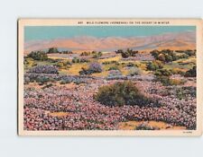 Postcard Wild Flowers (Verbenas) on the Desert in Winter picture