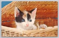 Postcard Cute Kitten in a Laundry Hamper picture