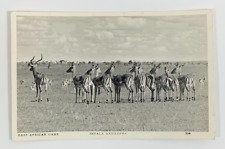 RPPC East African Game Impala Antilopes Nairobi Kenya Real Photo Postcard picture
