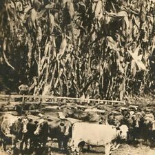 c.1909 Exaggeration Field of Prize Corn Giant 30 Feet Tall RPPC W.M. Martin Cows picture