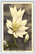 Postcard Blazing Star Wild Flower South Dakota 1940s Unposted Linen picture