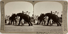 India, Baroda, Gaekwar's Palace, Elephant Fight, Vintage Stereo Print, Approx.1 picture