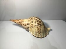 Vintage Conch Shell 12