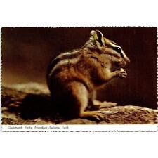 The Chipmunk Of Rocky Mountain National Park Vintage Postcard 3.5