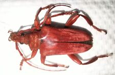 Cerambycidae Mastododera coccinea 28-30mm A1 MALE from MADAGASCAR - 1063C picture