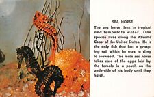 Florida FL Atlantic Ocean Sea Horse Male Female Laying Eggs Vintage Postcard picture