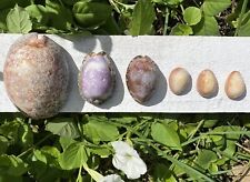 5 Natural Color Ocean Tumbled Hawaiian Fossilized Cowrie Sea Shells Purple Dug picture