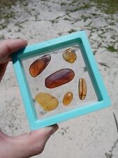 6 pieces Myanmar Burma Burmite Amber with insects Fossil Amber In Display Z4 picture