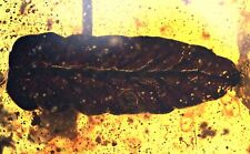 Nice Botanical Leaf, Fossil inclusion in Burmese Amber picture