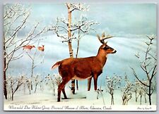 Postcard White-Tailed Deer Habitat Group Provincial Museum Alberta Canada   G 1 picture