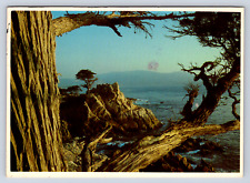 Vintage Postcard Lone Cypress Pebble Beach California picture