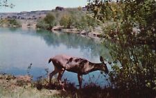 Postcard WA Washington Native Deer Feeding at Shoreline Chrome Vintage PC G9119 picture